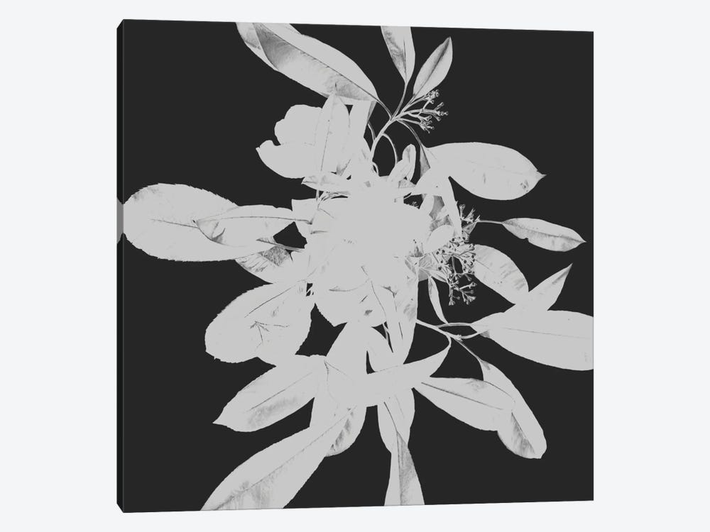 Botanical II by Melody Hogan 1-piece Art Print
