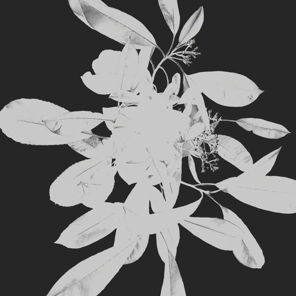 Black & White Florals: Botanical II by Melody Hogan