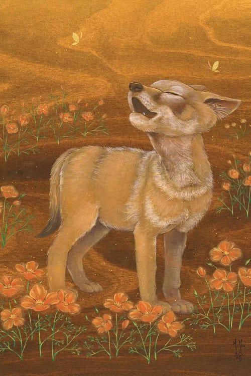 Coyote And Poppies