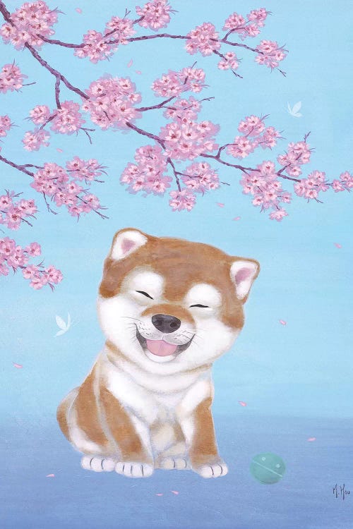 Shiba and Cherry Blossoms 