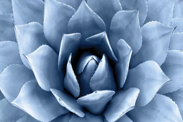 Mia Jensen: Indigo Succulent II by Mia Jensen