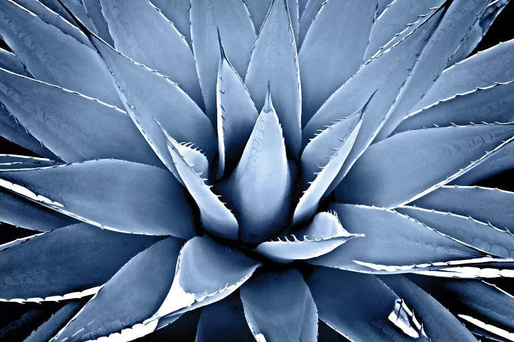 Indigo Succulent III