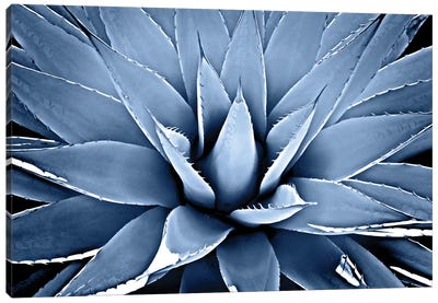 Indigo Succulent III Canvas Art Print - Floral Close-Up Art