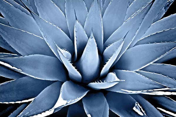Mia Jensen: Indigo Succulent III by Mia Jensen