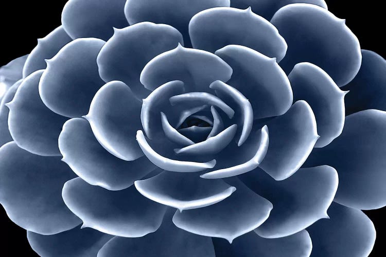 Indigo Succulent IV