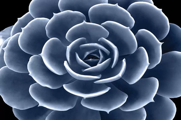 Succulents: Indigo Succulent IV by Mia Jensen