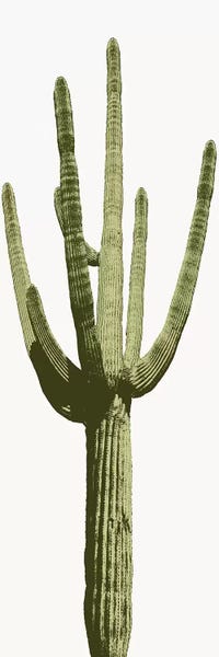 Mia Jensen: Saguaro Cactus I by Mia Jensen
