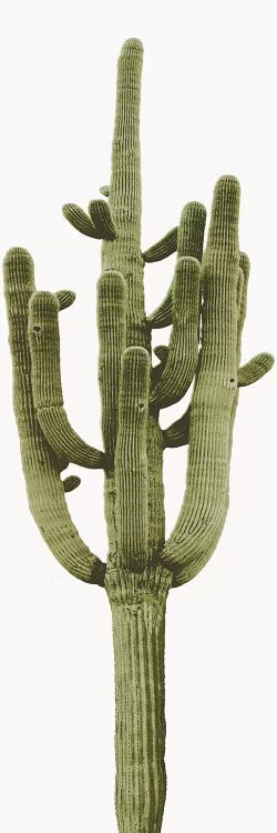 Saguaro Cactus II