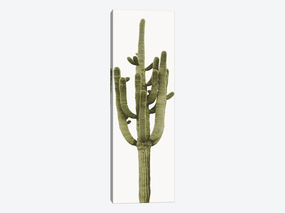 Saguaro Cactus II by Mia Jensen 1-piece Canvas Art