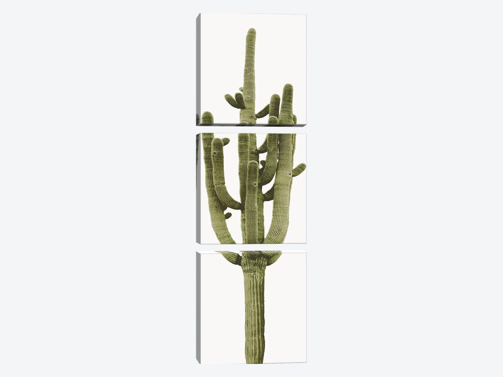 Saguaro Cactus II by Mia Jensen 3-piece Canvas Artwork