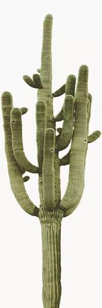 Tree Close-Ups: Saguaro Cactus II by Mia Jensen