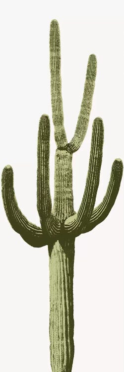 Saguaro Cactus III