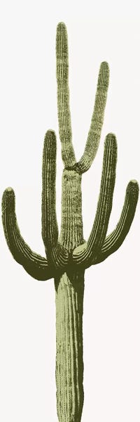 Saguaro Cactus III