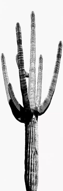 Black & White Saguaro Cactus I