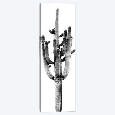Black & White Saguaro Cactus II Canvas Print #MIA17} by Mia Jensen Canvas Print