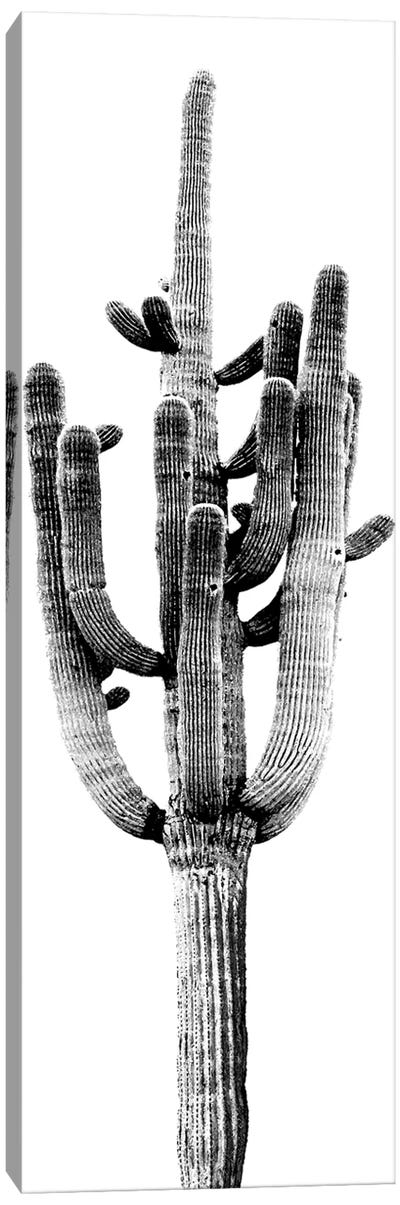 Black & White Saguaro Cactus II Canvas Art Print - Nature Close-Up Art