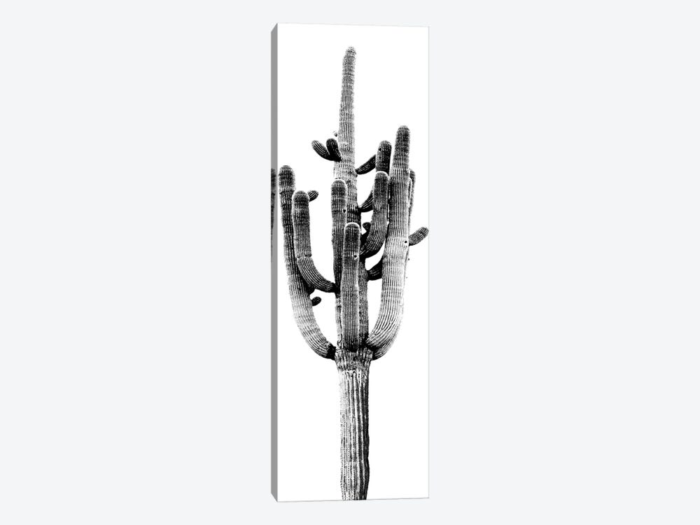 Black & White Saguaro Cactus II by Mia Jensen 1-piece Canvas Art Print