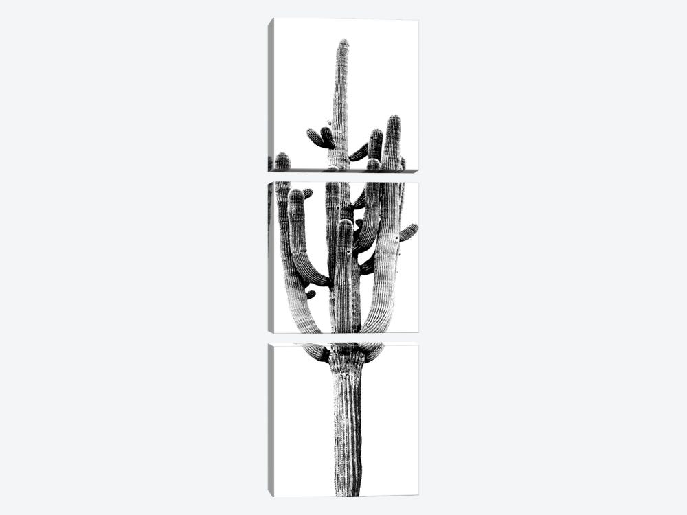 Black & White Saguaro Cactus II by Mia Jensen 3-piece Canvas Art Print