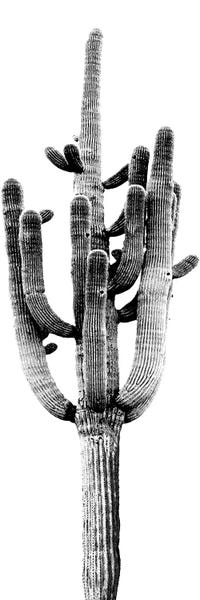 Succulents: Black & White Saguaro Cactus II by Mia Jensen