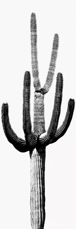 Black & White Saguaro Cactus III