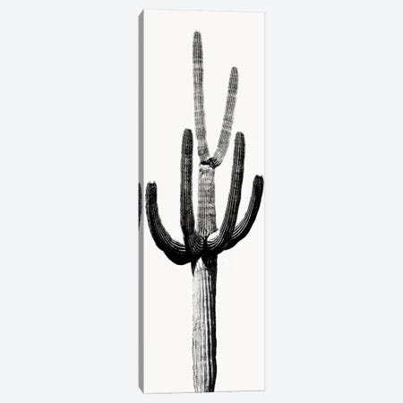 Black & White Saguaro Cactus III Canvas Print #MIA18} by Mia Jensen Canvas Wall Art