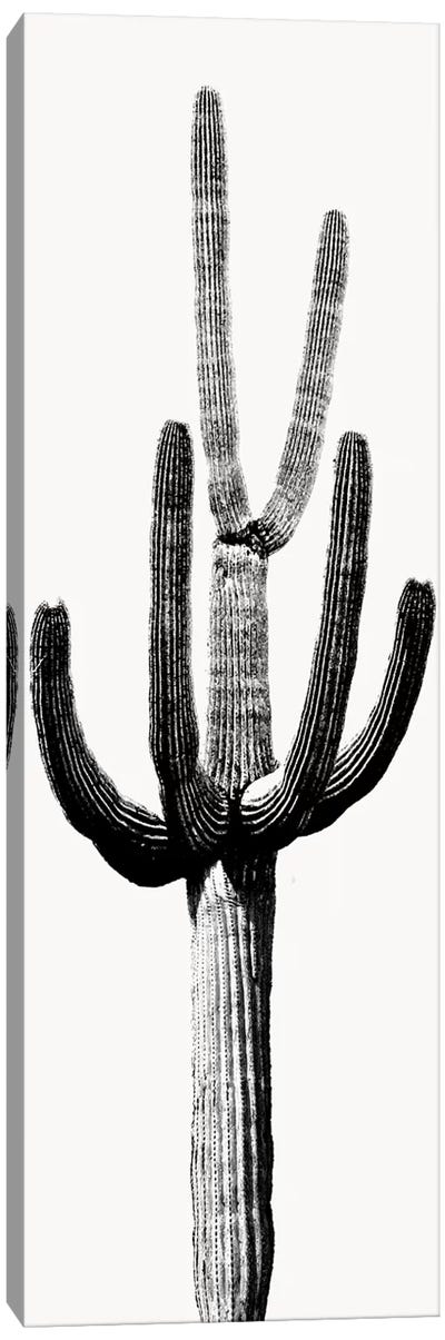 Black & White Saguaro Cactus III Canvas Art Print - Cactus Art