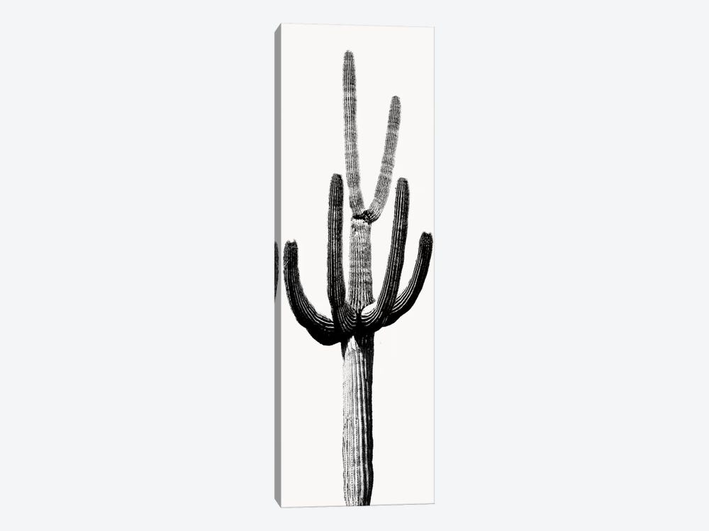 Black & White Saguaro Cactus III by Mia Jensen 1-piece Canvas Artwork