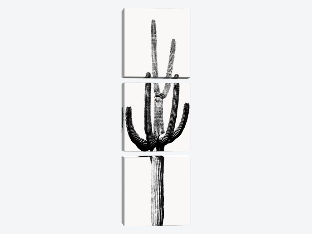 Black & White Saguaro Cactus III by Mia Jensen 3-piece Canvas Art
