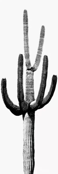 Tree Close-Ups: Black & White Saguaro Cactus III by Mia Jensen