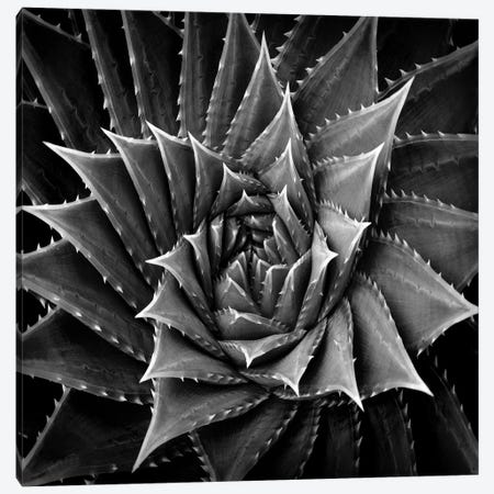 Black & White Succulent I Canvas Print #MIA1} by Mia Jensen Canvas Art