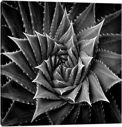 Black & White Succulent I Canvas Art Print - Mia Jensen