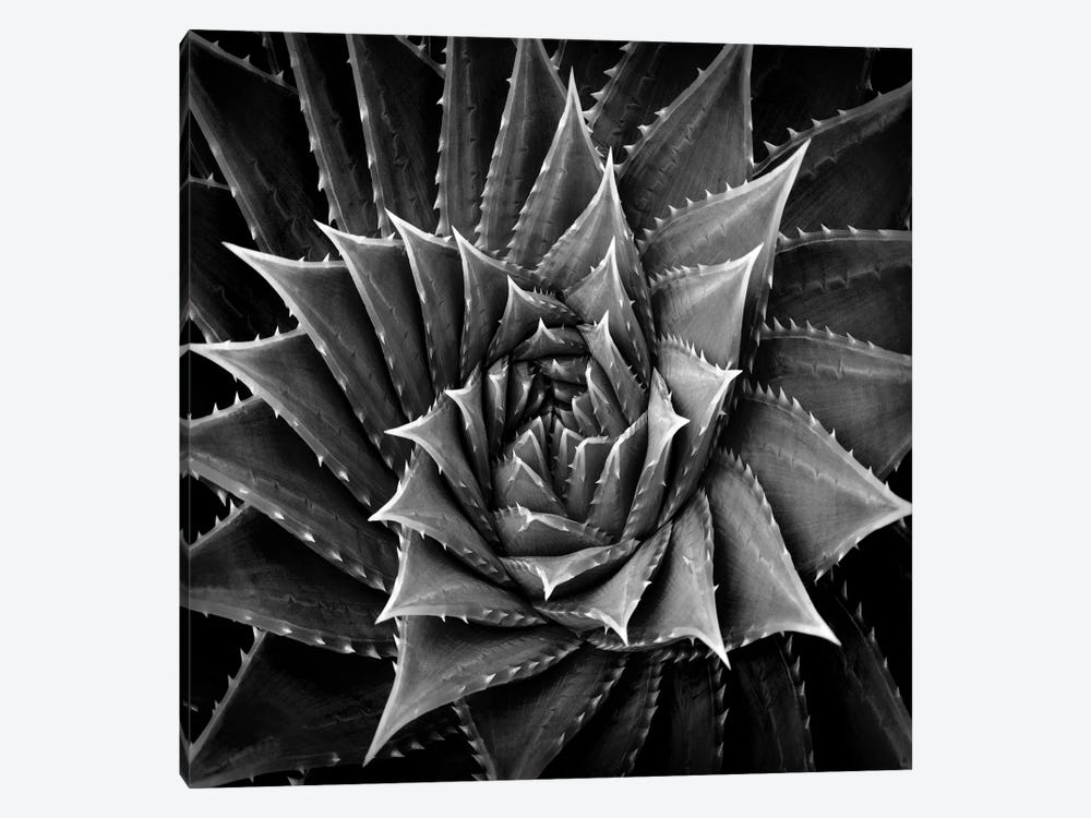 Black & White Succulent I by Mia Jensen 1-piece Canvas Art