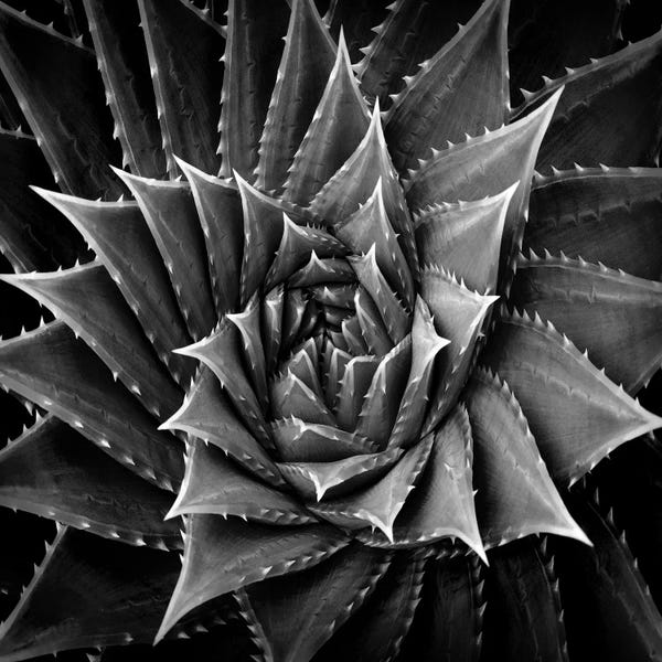 Succulents: Black & White Succulent I by Mia Jensen
