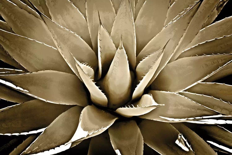 Taupe Succulent III