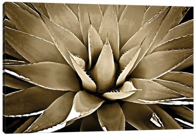 Taupe Succulent III Canvas Art Print - Home Staging Bathroom