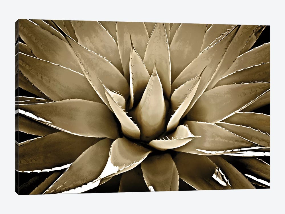 Taupe Succulent III by Mia Jensen 1-piece Canvas Art