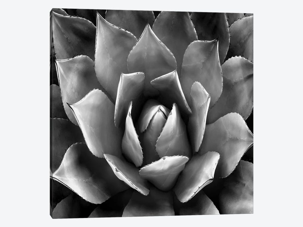 Black & White Succulent II by Mia Jensen 1-piece Canvas Print