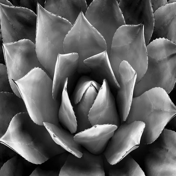 Mia Jensen: Black & White Succulent II by Mia Jensen