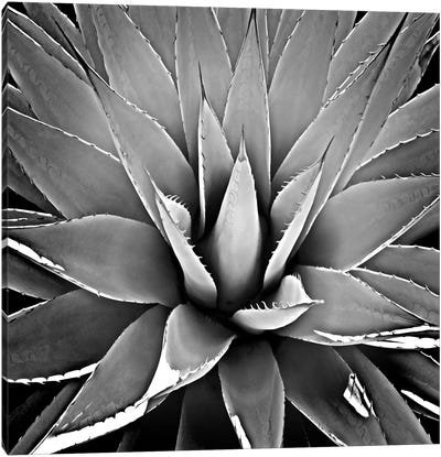 Black & White Succulent III Canvas Art Print