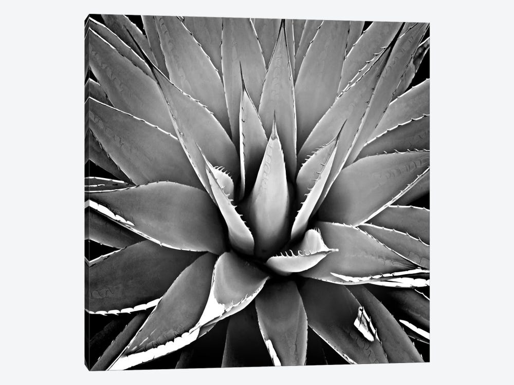 Black & White Succulent III by Mia Jensen 1-piece Canvas Art
