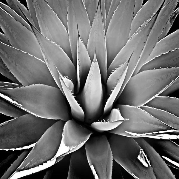 Mia Jensen: Black & White Succulent III by Mia Jensen