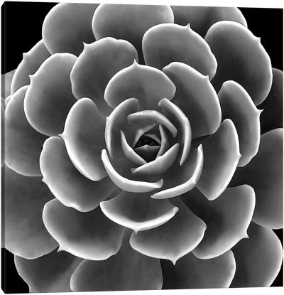 Black & White Succulent IV Canvas Art Print - Nature Close-Up Art