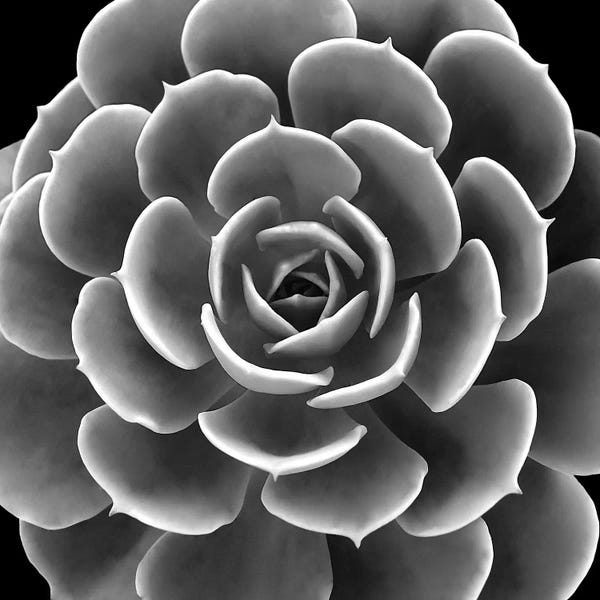 Mia Jensen: Black & White Succulent IV by Mia Jensen