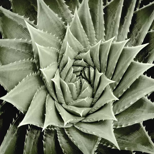 Mia Jensen: Green Succulent I by Mia Jensen