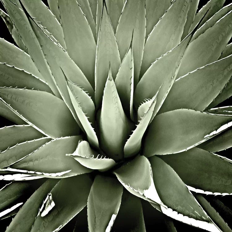 Green Succulent III