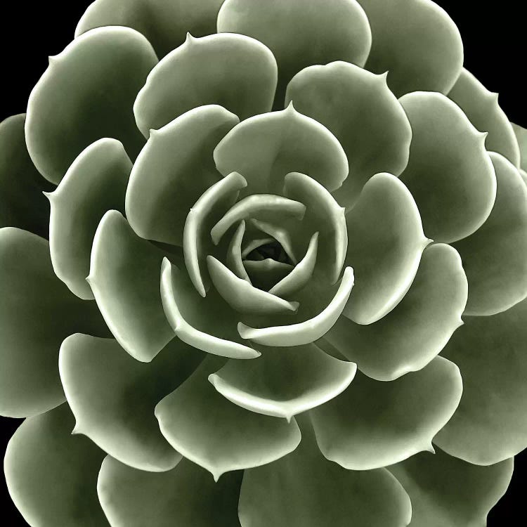 Green Succulent IV