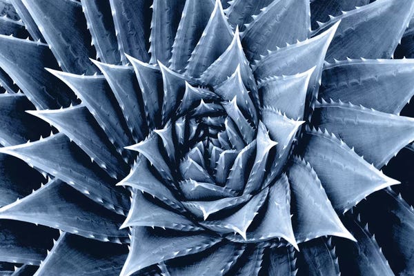 Mia Jensen: Indigo Succulent I by Mia Jensen