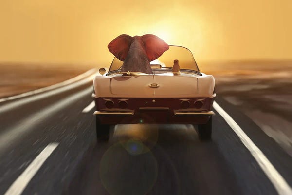 Photography: elephant and dog travel by car by Mike Kiev