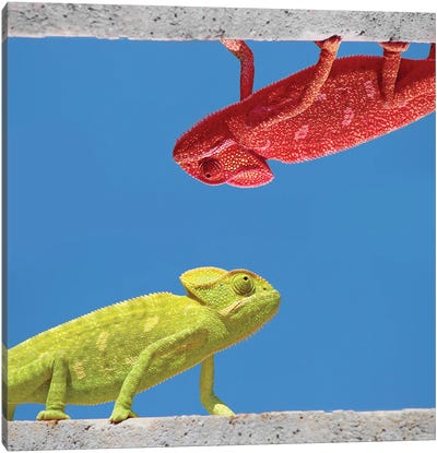 Two Different Chameleons Canvas Art Print - Mike Kiev