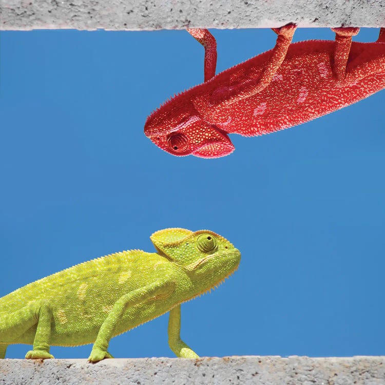 Two Different Chameleons by Mike Kiev wall art